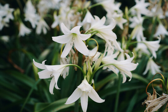 Blooming White Lilies
