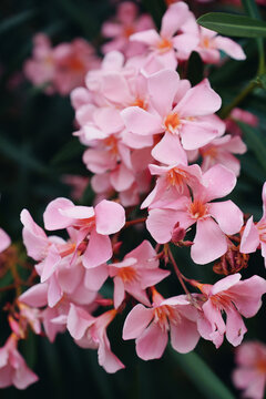 Pink Oleander