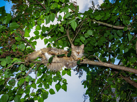 cat walk on tree