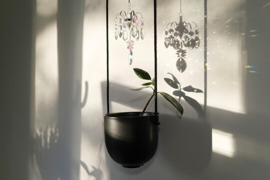 Hanging plant pot with a small plant and sunlight creating shadows 