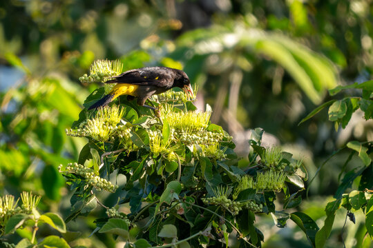 Yellow-rumped Cacique - Cacicus cela, beautiful black and yellow passerine bird native to the forests and woodlands of Central and South America, Pantanal, Brazil.