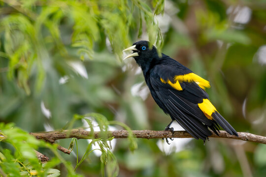 Yellow-rumped Cacique - Cacicus cela, beautiful black and yellow passerine bird native to the forests and woodlands of Central and South America, Pantanal, Brazil.