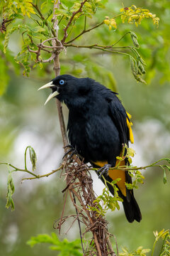 Yellow-rumped Cacique - Cacicus cela, beautiful black and yellow passerine bird native to the forests and woodlands of Central and South America, Pantanal, Brazil.