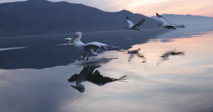Beautiful Dalmatian pelican flying at the sunset with blue sky at the background