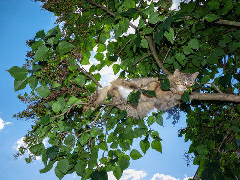 cat walk on tree