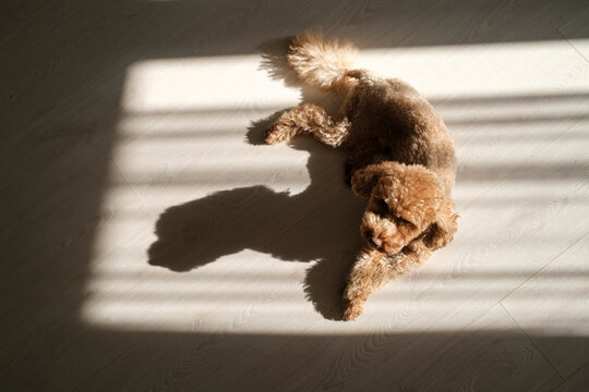 Dog resting on the floor in sunbeam with shadows in a room 