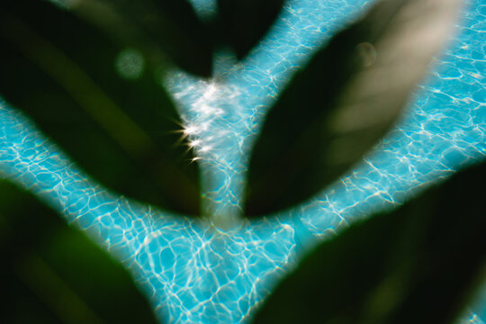 Sunlit Swimming Pool Seen Through Green Leaves