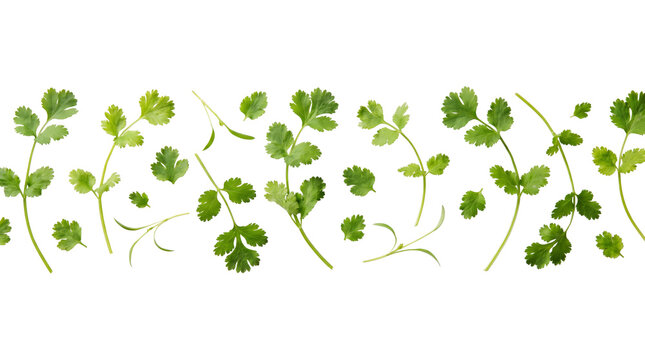 Fresh Green Cilantro Sprigs Arranged in a Row