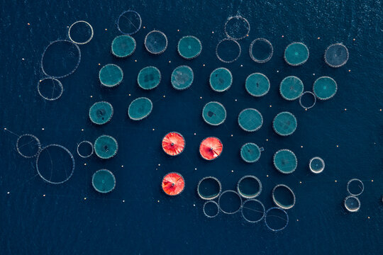 Aquaculture fish farm with floating circular nets.