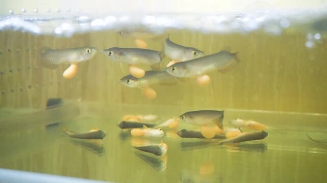 fish in the water. Baby Arowana fish larvae swimming in an aquarium tank with large visible yolk sacs attached to their bodies during early breeding stage
