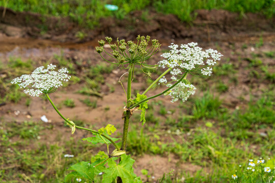 Detailed view of a hogweed plant in full bloom, highlighting its delicate white flowers and complex structure. The plant is situated in a natural outdoor environment.
