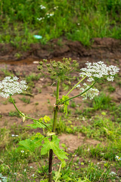 Detailed view of a hogweed plant in full bloom, highlighting its delicate white flowers and complex structure. The plant is situated in a natural outdoor environment.
