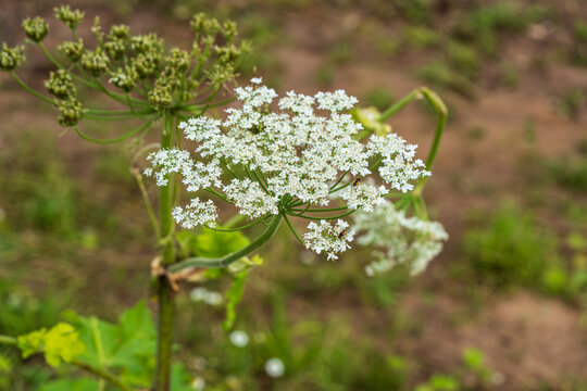 Detailed view of a hogweed plant in full bloom, highlighting its delicate white flowers and complex structure. The plant is situated in a natural outdoor environment.
