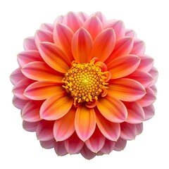 Fototapeta premium A close-up view of a vibrant pink and orange dahlia flower