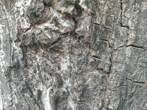 textured background of phellodendron amurense tree bark
