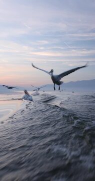 Beautiful Dalmatian pelican flying at the sunset with blue sky at the background