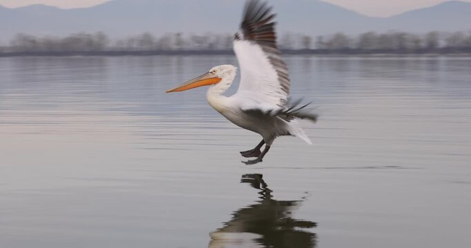 Beautiful Dalmatian pelican flying at the sunset with blue sky at the background