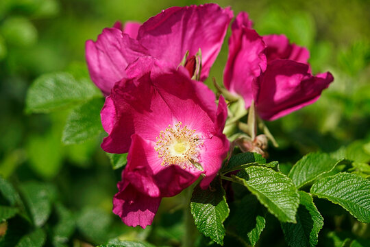 Rosa Rugosa Shining under the Sun