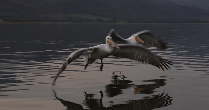 Beautiful Dalmatian pelican flying at the sunset with blue sky at the background