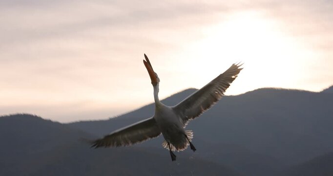 Beautiful Dalmatian pelican flying at the sunset with blue sky at the background
