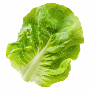 Fresh Butterhead Lettuce with Crisp Green Leaves Isolated on Transparent Background