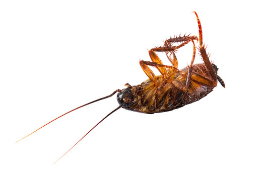 Closeup of a dead cockroach isolated against a pure white background
