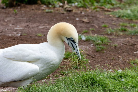 Quebec, Canada, 15 July 2026 : A gannet collects grass in its beak, preparing nesting material on the ground.