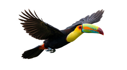 Keel billed toucan bird with vibrant multicolored beak and yellow chest flying through tropical rainforest air showcasing exotic wildlife diversity and nature beauty. © BHAROT 