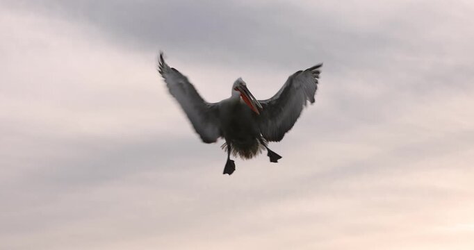 Beautiful Dalmatian pelican flying at the sunset with blue sky at the background
