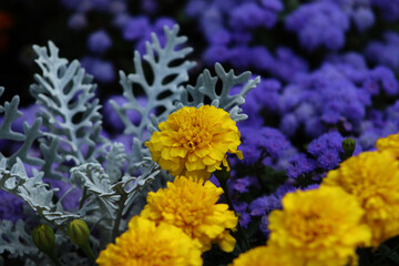 Obraz premium Bright yellow marigold flowers with silver dust plant and purple blossoms in garden