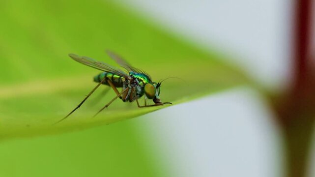 Close up video of Long legged fly on the leaf.