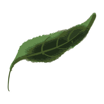 Watercolor Illustration of an green leafes