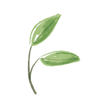 Watercolor Illustration of an green leafes