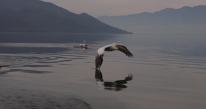 Beautiful Dalmatian pelican flying at the sunset with blue sky at the background