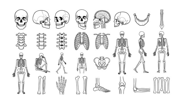 Set of human skeleton parts, bones, skull, rib cage, spine, pelvis, hand, foot, leg and arm bones