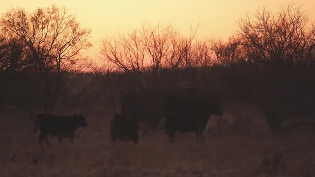 Black Angus cattle moving through a winter Texas ranch pasture at sunrise