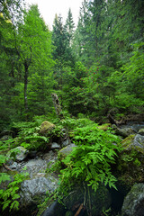 Fototapeta premium Alpiner Wald
