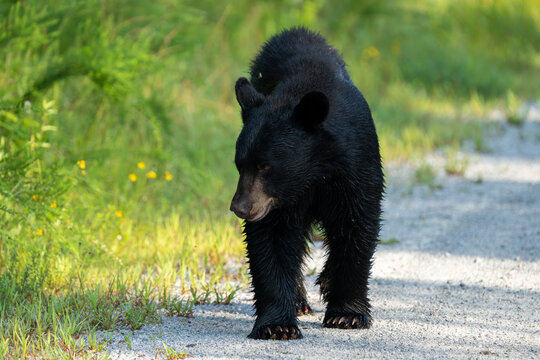 Black bear walks on gravel path