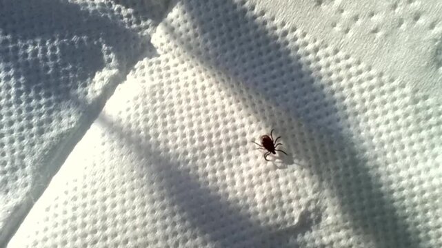Small tick insect crawling on a white textured paper surface