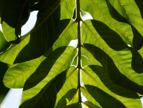 Guava leaves are effective in relieving diarrhea due to their tannin and flavonoid content, which helps fight bacteria, reduce fluid in the intestines, and solidify stool.