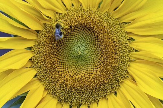 Honeybee (Apis mellifera) on a sunflower, Vechta, Lower Saxony, Germany