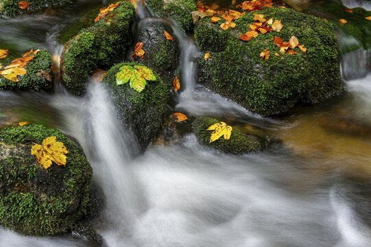 Maple leaf in forest brook, autumnal, Neu Sch&ouml;nau, Bavarian Forest, Bavaria, Germany