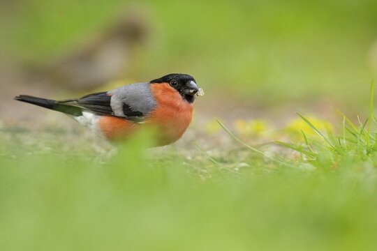 Bullfinch (Pyrrhula pyrrhula), Vechta, North Rhine-Westphalia, Germany
