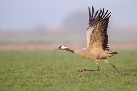 Cranes on the autumn migration, Goldenstedt, Lower Saxony, Germany