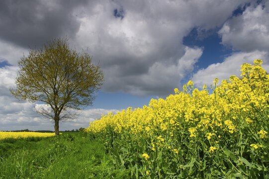 Baum am rape field, Goldenstedt, Lower Saxony, Germany