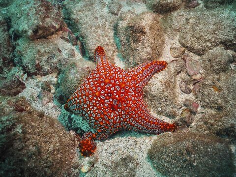 A red Panamic cushion seastar (Pentaceraster cumingi) rests on a rocky seabed, Sombrero Reef dive site, Playa Flamingo, Costa Rica, Pacific Ocean