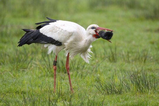A white stork (Ciconia ciconia) catches a mole, Lembruch, Lower Saxony, Germany