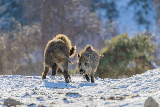 Two young wild boars (Sus scrofa) wrestle with each other in the backlight of the sun in a clearing. Their raised dorsal crests glow in the light. Bavaria, Germany