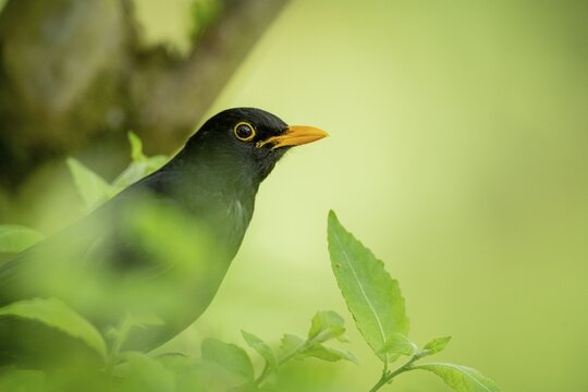 Blackbird (Turdus merula), Vechta, Lower Saxony, Germany