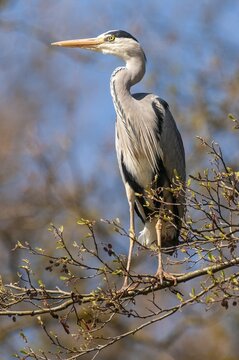 Grey heron (Ardea cinerea) in a tree, Oldenburg M&uuml;nsterland, Vechta, Lower Saxony, Germany